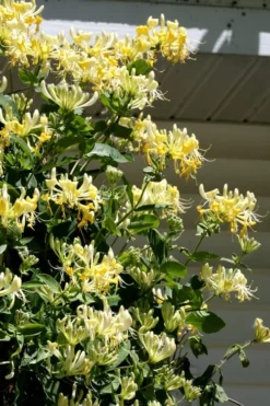 Scentsation Fragrant Yellow Honeysuckle - Lonicera Periclymenum - 3 Gallon Pot -Plant Promotion Store Honeysuckle Scentsation 3