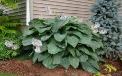 Empress Wu Giant Hosta Lily - 6 Pack Of 1 Gallon Pots -Plant Promotion Store Hosta Empress Wu 20 1