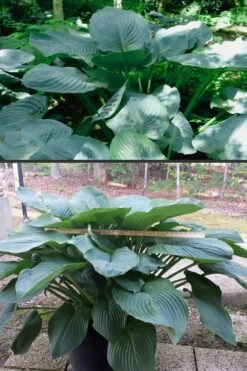 Empress Wu Giant Hosta Lily - 6 Pack Of 1 Gallon Pots -Plant Promotion Store Hosta Empress Wu 500x750 2