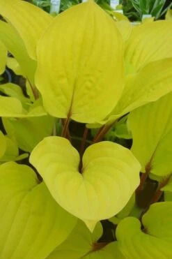 Fire Island Hosta Lily - 1 Gallon Pot -Plant Promotion Store Hosta Lily Fire Island Closeup