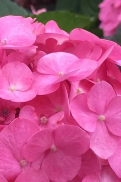After Midnight Hydrangea - 3 Gallon Pot -Plant Promotion Store Hydrangea After Midnight 1