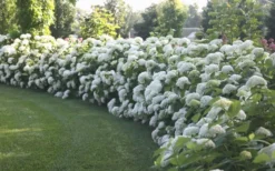 Annabelle Hydrangea - 3 Gallon Pot -Plant Promotion Store Hydrangea Annabelle Hedge 1