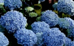 Big Daddy Hydrangea - 2 Gallon Pot -Plant Promotion Store Hydrangea Big Daddy