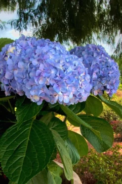 Big Daddy Hydrangea - 2 Gallon Pot -Plant Promotion Store Hydrangea Big Daddy 500x750 1