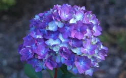 Bloomstruck Endless Summer Hydrangea - 3 Gallon Pot -Plant Promotion Store Hydrangea Bloomstruck Bloom