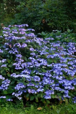 Blue Wave Lacecap Hydrangea - 3 Gallon Pot 13 Blue Wave Lacecap Hydrangea - 3 Gallon Pot -Plant Promotion Store Hydrangea Blue Wave 1