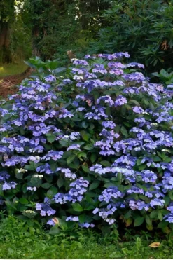 Blue Wave Lacecap Hydrangea - 3 Gallon Pot 11 Blue Wave Lacecap Hydrangea - 3 Gallon Pot -Plant Promotion Store Hydrangea Blue Wave 3