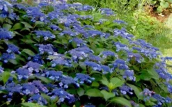 Bluebird Hydrangea - 3 Gallon Pot -Plant Promotion Store Hydrangea Bluebird 3