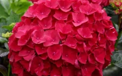 Cardinal Red Hydrangea - 1 Gallon Pot -Plant Promotion Store Hydrangea Cardinal