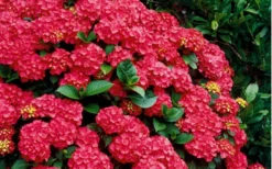 Cardinal Red Hydrangea - 1 Gallon Pot -Plant Promotion Store Hydrangea Cardinal Shrub In Bloom