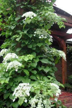 Climbing Hydrangea 'Petiolaris' - 5 Gallon Pot -Plant Promotion Store Hydrangea Climbing Petiolaris 10