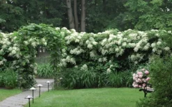 Climbing Hydrangea 'Petiolaris' - 5 Gallon Pot -Plant Promotion Store Hydrangea Climbing Petiolaris 16