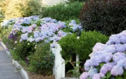 Dear Dolores Hydrangea - 1 Gallon Pot -Plant Promotion Store Hydrangea Dear Dolores Garden Planting
