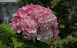 Dear Dolores Hydrangea - 1 Gallon Pot -Plant Promotion Store Hydrangea Dear Dolores Pink