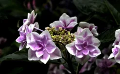 Double Delights Stargazer Hydrangea - 3 Gallon Pot 11 Double Delights Stargazer Hydrangea - 3 Gallon Pot -Plant Promotion Store Hydrangea Double Delights Stargazer 5