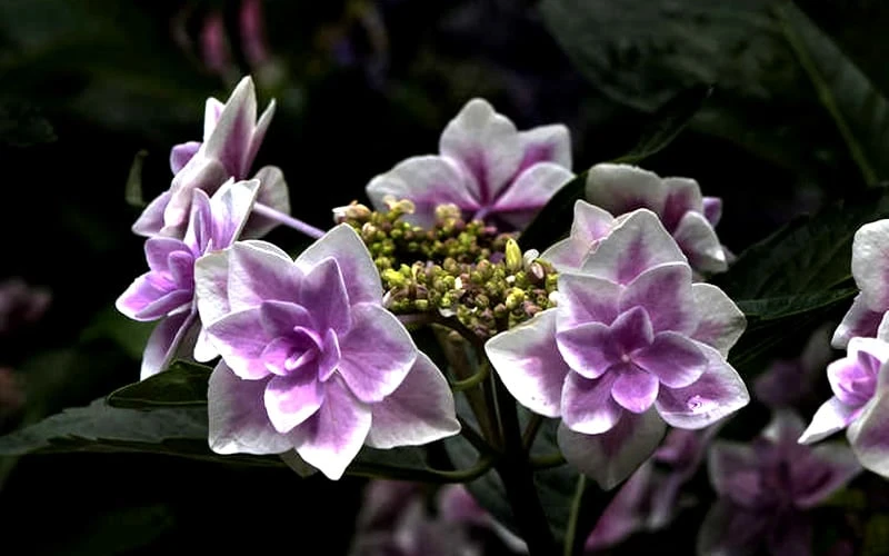Double Delights Stargazer Hydrangea - 3 Gallon Pot 6 Double Delights Stargazer Hydrangea - 3 Gallon Pot - Image 6