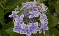 Double Delights Stargazer Hydrangea - 3 Gallon Pot 9 Double Delights Stargazer Hydrangea - 3 Gallon Pot -Plant Promotion Store Hydrangea Double Delights Stargazer 6