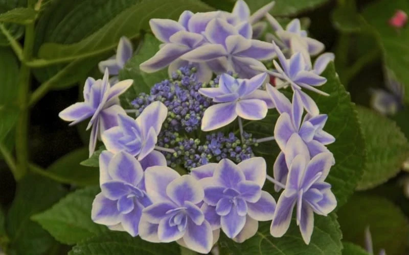 Double Delights Stargazer Hydrangea - 3 Gallon Pot 4 Double Delights Stargazer Hydrangea - 3 Gallon Pot - Image 4