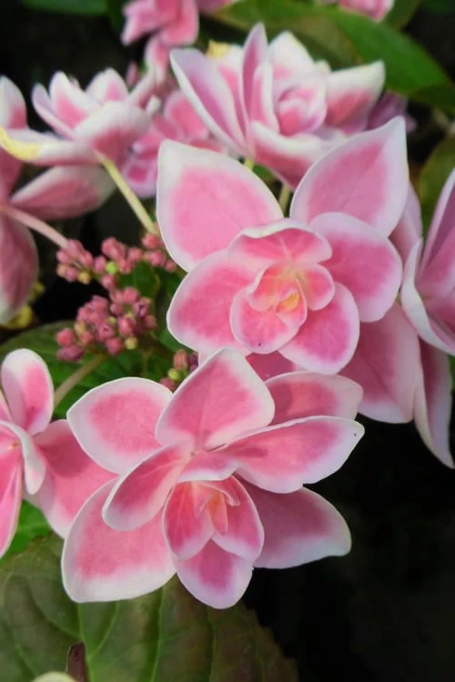 Double Delights Stargazer Hydrangea - 3 Gallon Pot 1 Double Delights Stargazer Hydrangea - 3 Gallon Pot