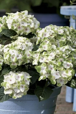 Everlasting Noblesse Hydrangea - 3 Gallon Pot -Plant Promotion Store Hydrangea Everlasting Noblesse 1