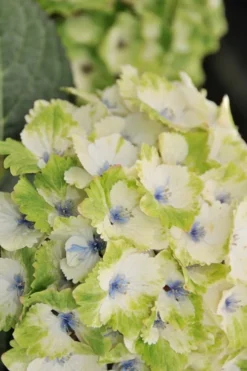 Everlasting Noblesse Hydrangea - 3 Gallon Pot -Plant Promotion Store Hydrangea Everlasting Noblesse 3