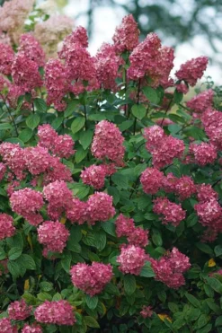 Fire Light Hydrangea - 3 Gallon Pot -Plant Promotion Store Hydrangea Fire Light 2