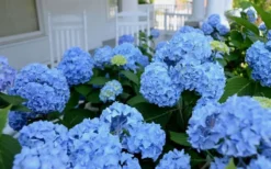 Nikko Blue Hydrangea - 3 Gallon Pot 10 Nikko Blue Hydrangea - 3 Gallon Pot -Plant Promotion Store Hydrangea Glory Blue Shrub 2 1