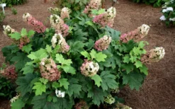 Jetstream Oakleaf Hydrangea - 3 Gallon Pot -Plant Promotion Store Hydrangea Jetstream 5