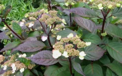 Lady In Red Hydrangea - 3 Gallon Pot 11 Lady In Red Hydrangea - 3 Gallon Pot -Plant Promotion Store Hydrangea Lady In Red Budded