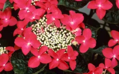 Lady In Red Hydrangea - 3 Gallon Pot 10 Lady In Red Hydrangea - 3 Gallon Pot -Plant Promotion Store Hydrangea Lady In Red Flower Closeup