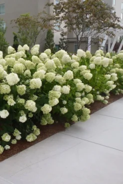 Limelight PeeGee Hydrangea - 6 Pack Of 1 Gallon Pots -Plant Promotion Store Hydrangea Limelight 20