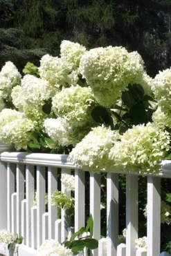Limelight PeeGee Hydrangea - 6 Pack Of 1 Gallon Pots -Plant Promotion Store Hydrangea Limelight 21
