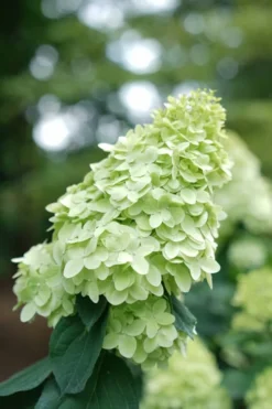 Limelight Prime Hydrangea - 2 Gallon Pot -Plant Promotion Store Hydrangea Limelight Prime 1
