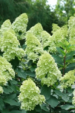 Limelight Prime Hydrangea - 2 Gallon Pot -Plant Promotion Store Hydrangea Limelight Prime 4