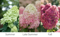 Limelight Prime Hydrangea - 2 Gallon Pot -Plant Promotion Store Hydrangea Limelight Prime 6