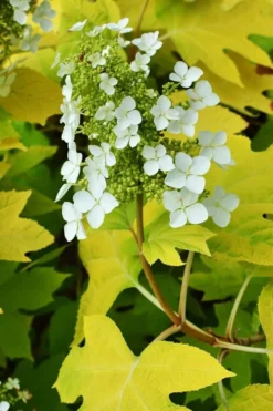 Little Honey Oakleaf Hydrangea - 1 Gallon Pot -Plant Promotion Store Hydrangea Little Honey 3