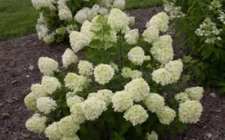 Little Lime Hydrangea - 1 Gallon Pot -Plant Promotion Store Hydrangea Little Lime 1 2