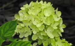 Little Lime Hydrangea - 1 Gallon Pot -Plant Promotion Store Hydrangea Little Lime 3
