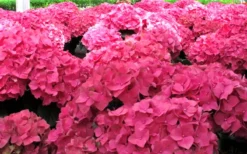 Merritts Supreme Hydrangea - 1 Gallon Pot -Plant Promotion Store Hydrangea Merrits Supreme Pink 12 1