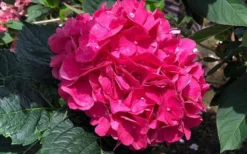 Merritts Supreme Hydrangea - 3 Gallon Pot -Plant Promotion Store Hydrangea Merrits Supreme Pink 13