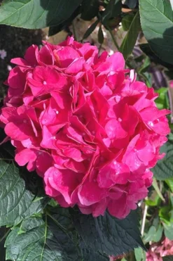 Merritts Supreme Hydrangea - 1 Gallon Pot