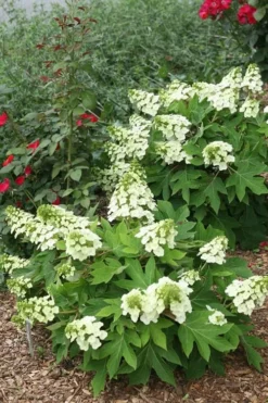 Munchkin Dwarf Oakleaf Hydrangea - 2 Gallon Pot -Plant Promotion Store Hydrangea Munchkin 11