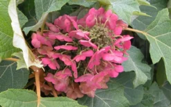 Munchkin Dwarf Oakleaf Hydrangea - 2 Gallon Pot -Plant Promotion Store Hydrangea Munchkin Bloom Closeup