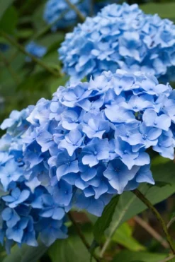 Nikko Blue Hydrangea - 3 Gallon Pot 13 Nikko Blue Hydrangea - 3 Gallon Pot -Plant Promotion Store Hydrangea Nikko Blue 10 1