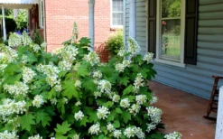 Pee Wee Dwarf Oakleaf Hydrangea - 3 Gallon Pot -Plant Promotion Store Hydrangea Oakleaf Pee Wee 1