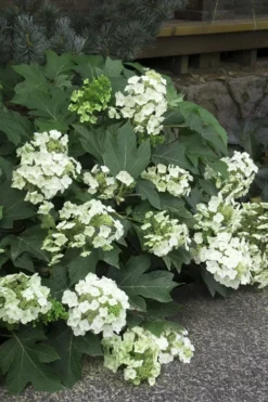 Pee Wee Dwarf Oakleaf Hydrangea - 1 Gallon Pot 14 Pee Wee Dwarf Oakleaf Hydrangea - 1 Gallon Pot -Plant Promotion Store Hydrangea Oakleaf Pee Wee 11
