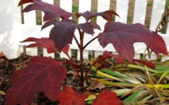 Ruby Slippers Dwarf Oakleaf Hydrangea - 3 Gallon Pot -Plant Promotion Store Hydrangea Oakleaf Ruby Slippers Fall Foliage Color