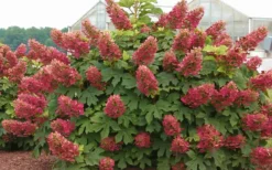 Ruby Slippers Dwarf Oakleaf Hydrangea - 3 Gallon Pot -Plant Promotion Store Hydrangea Oakleaf Ruby Slippers Full Bloom