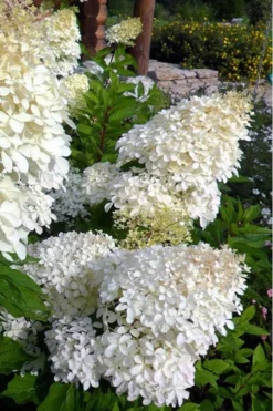 Phantom Hydrangea - 5 Gallon Pot -Plant Promotion Store Hydrangea Phantom 500x750 2