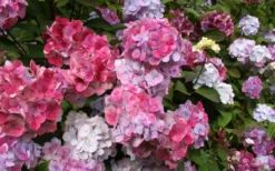 Preziosa Multi Color Hydrangea - 1 Gallon Pot -Plant Promotion Store Hydrangea Preziosa 18